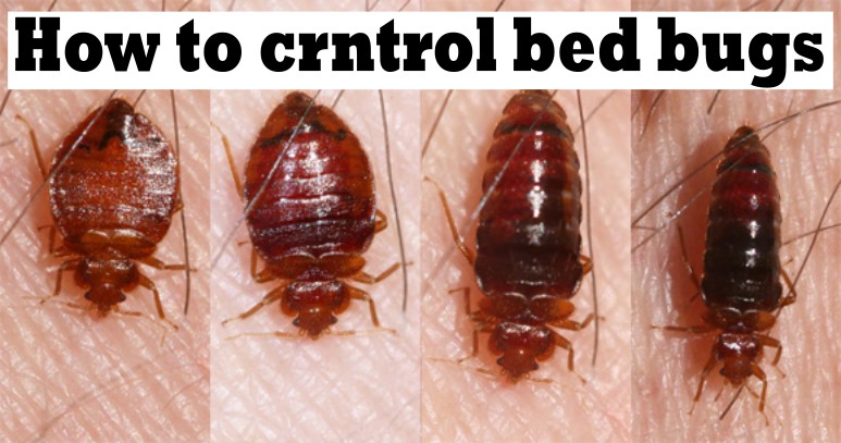How to control bed bugs
